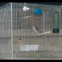 گمشده سهره دهن باخی قدیم