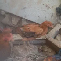 جوجه محلی|حیوانات مزرعه|خمک, |دیوار