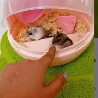 همستر کمپل و سوری . خوکچه هندی(کوچولوی بازیگوش)