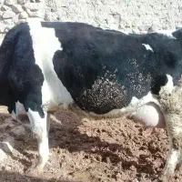 یک عدد گاوه شیری ۳۰کیلویی