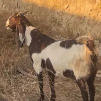 ۷راس بز پاکستانی