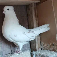 یک جفت کبوتر یا کفتر