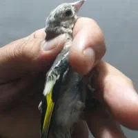 سهره جوجه سهره رسمی و سهره دورگ و گلبسر|پرنده|تهران, دولتخواه شمالی|دیوار