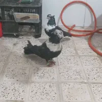 یه جوفت رسمی سیاه خوشکل