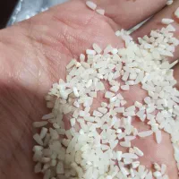 نیم دانه طارم هاشمی دابو