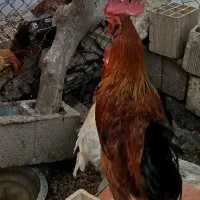 تعدادی خروس محلی اصل