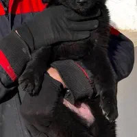 سگ ژرمن شپردبلک ماده موکلاسیک دوماه اصیل فی ۱۸ م ت