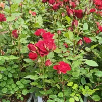 رز هلندی باغبانی قیمت مناسب