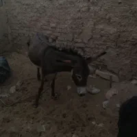 الاغ|حیوانات مزرعه|صالح آباد (ایلام), |دیوار