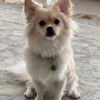 سگ پامر اشپیتز