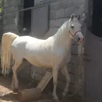 اسب مادیان سفید