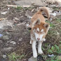 واگذاری سگ هاسکی