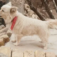 سگ پاپی|سگ|شال, |دیوار