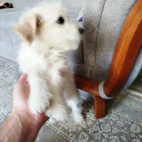 واگذاری توله تریر4ماهه|سگ|بومهن, |دیوار