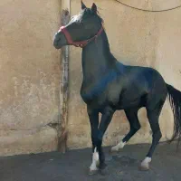 اسب مشکی نریون عرب خالص ایرانی|اسب و تجهیزات اسب‌سواری|هشتگرد, فشند|دیوار