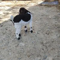 بزغاله شیر خور