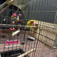 طوطی برزیلی مولد جفت|پرنده|شهریار, شهریار|دیوار