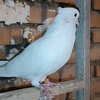 کبوتر پرشی|پرنده|آق قلا, |دیوار