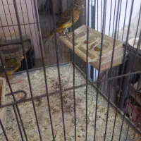 جوجه قناری سبز چمنی یتیغ