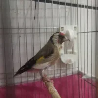 فروش سهره|پرنده|بن, |دیوار