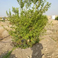 معاوضه باغ ۲ هزار متری با مسکن ملی|فروش دفتر صنعتی، کشاورزی، تجاری|دوگنبدان, |دیوار