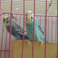 یک جفت مرغ عشق زیبا و سالم به همراه قفس