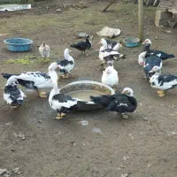 اسرائیلی ماده