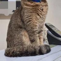 فروش گربه بریتیش بلک گلد