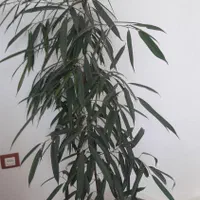 گل و گیاه فروشی