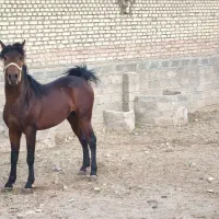 مادیان و نریان کورد اصیل کورد(حراج)