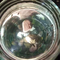 بچه ماهی گوپی