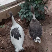 یک جفت غاز نر و ماده بالغ ۱ساله نزدیک تخم گزاری|حیوانات مزرعه|اصفهان, دهنو|دیوار