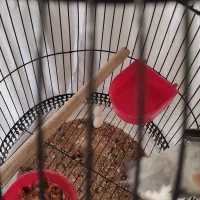 عروس هلندی|پرنده|قم, شهرک مهدیه (مدرس)|دیوار