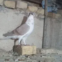 دمگیر زرد دمگیر دوبهر دمگیر نقره ای