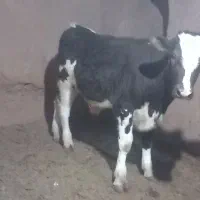 گوساله و گاو شیری|حیوانات مزرعه|باشتین, |دیوار