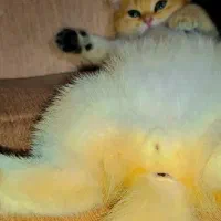 اسکاتیش گلد(فروش)|گربه|ارومیه, |دیوار