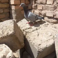 پلاکی مسافتی سوسنگرد|پرنده|اهواز, آسیاباد|دیوار