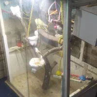 عروس وقفس|پرنده|خرمشهر, |دیوار