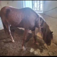 اسب مادیان کرد|اسب و تجهیزات اسب‌سواری|نهاوند, |دیوار