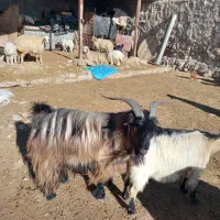 نربز صابرین جوان وسالم وچاق باپرش عالی