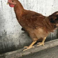 خروس شش ماهه