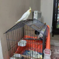 یک عدد جوجه عروس هلندی لوتینو نر دستی دانه خور