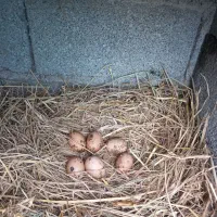 تخم لاری نطفه دار اصیل