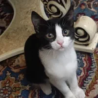 واگذاری رایگان بچه گربه ۴ماهه دختر شیطون