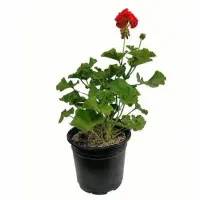 فروش گل سانسوریا آلو ورا  شمدلنی و چند مدل کاکتوس|گل و گیاه طبیعی|جویبار, |دیوار