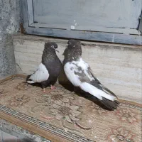 فروش‌کبوتر‌سینلی‌