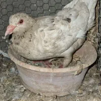 کبوتر|پرنده|کاشان, خلیج فارس|دیوار