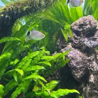 آکواریوم پلنت|ماهی|قم, نخودی|دیوار