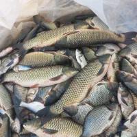 عمده ماهی کپور وامور