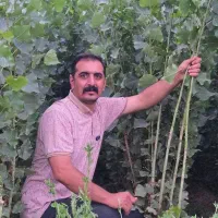 عرضه نهال صنوبر تبریزی کبوده مشاوره رایگان